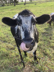 Molly.cow.jpg